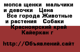 мопса щенки -мальчики и девочки › Цена ­ 25 000 - Все города Животные и растения » Собаки   . Красноярский край,Кайеркан г.